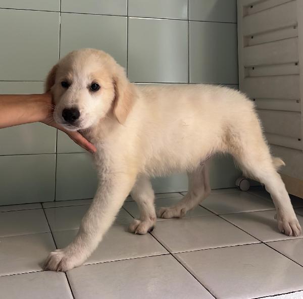 6 CUCCIOLI PASTORE MAREMMANO Foto 6